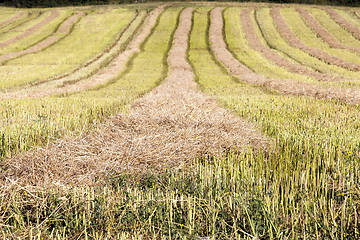 Image showing straw from rape