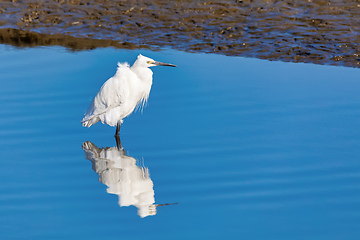 Image showing White Heron in Walvis Bay Namibia, Africa wildlife