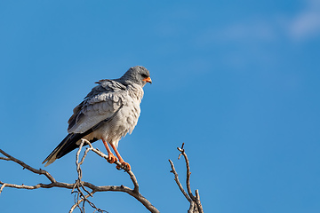 Image showing Pale chanting goshawk bird in Etosha, Namibia Africa wildlife