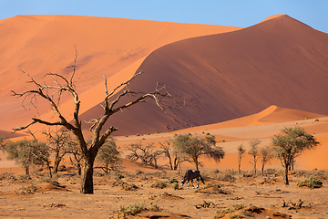 Image showing Dead Vlei landscape in Sossusvlei, Namibia Africa