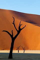 Image showing Dead acacia in Dead Vlei, Sossusvlei Namibia Africa