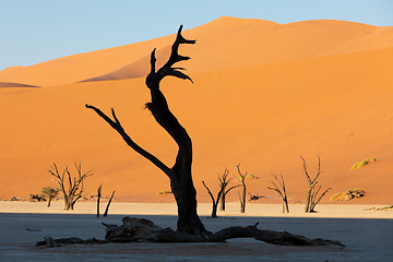 Image showing Dead acacia in Dead Vlei, Sossusvlei Namibia Africa