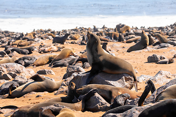 Image showing brown seal colony in Cape Cross, Africa, Namibia wildlife