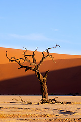 Image showing Dead Vlei landscape in Sossusvlei, Namibia Africa