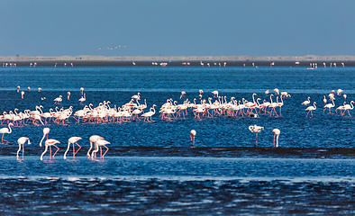 Image showing Rosy Flamingo colony in Walvis Bay Namibia, Africa wildlife