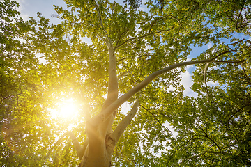 Image showing tree top in fall season with sun