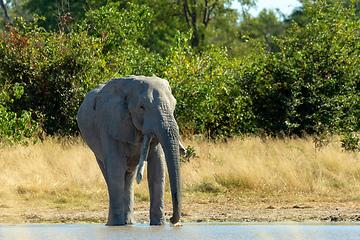 Image showing African Elephant on waterhole, Africa safari wildlife