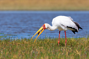 Image showing Yellow-billed stork, Botswana Africa wildlife