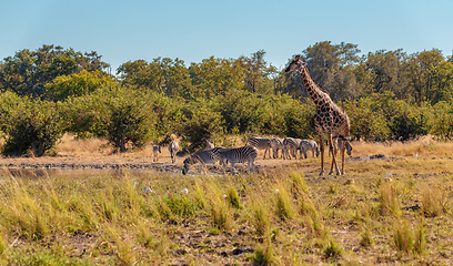 Image showing Zebra and giraffe in bush, Botsvana Africa wildlife