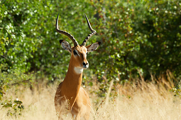 Image showing Impala antelope Moremi Botswana, Africa wildlife