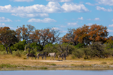 Image showing Zebra in bush, Botsvana Africa wildlife