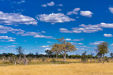 Image showing Moremi game reserve landscape, Africa wilderness