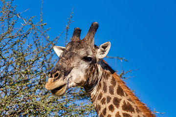 Image showing South African giraffe, Africa wildlife safari