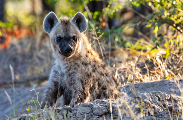 Image showing Stripped hyena, Botswana Africa wildlife