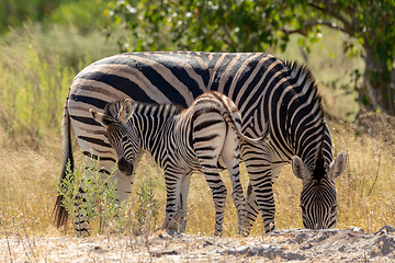 Image showing Zebra in bush, Botsvana Africa wildlife