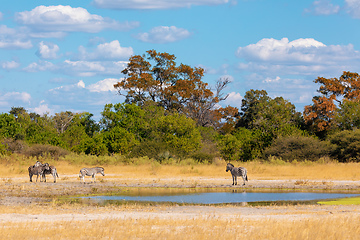 Image showing Zebra in bush, Botsvana Africa wildlife