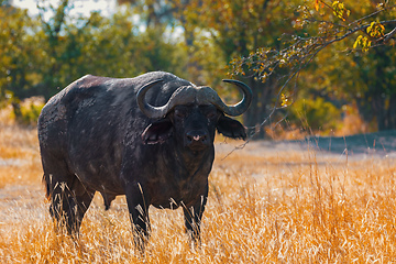 Image showing Cape Buffalo at Moremi, Africa safari wildlife