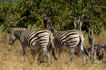 Image showing Zebra in bush, Botsvana Africa wildlife