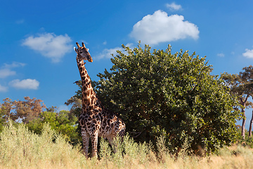 Image showing South African giraffe, Africa wildlife safari