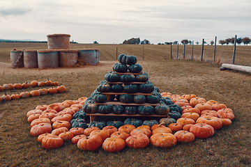 Image showing pyramid from Autumn harvested pumpkins