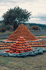 Image showing pyramid from Autumn harvested pumpkins