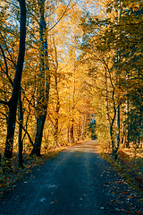 Image showing autumn road in forrest