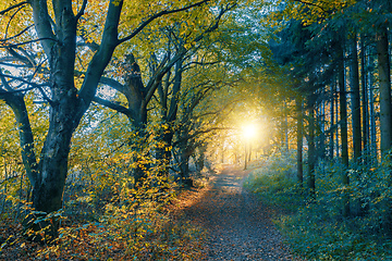 Image showing autumn road in forrest