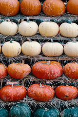 Image showing background from autumn harvested pumpkins