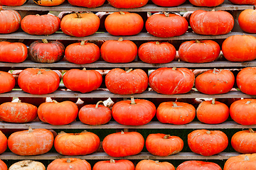 Image showing background from autumn harvested pumpkins