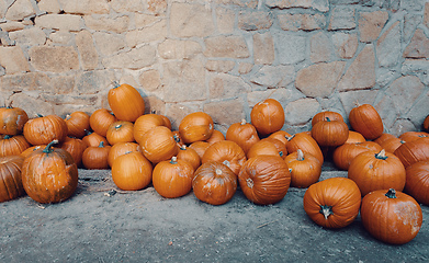 Image showing Ripe autumn pumpkins on the farm