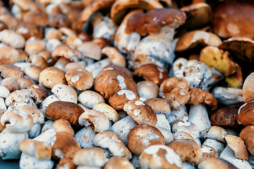 Image showing background from collected mushrooms boletus in pile