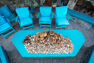 Image showing collected mushrooms boletus in pile