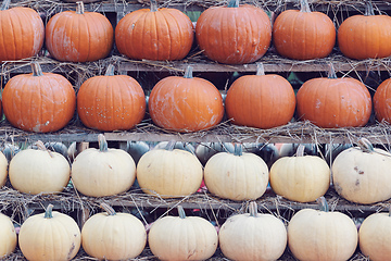 Image showing background from autumn harvested pumpkins