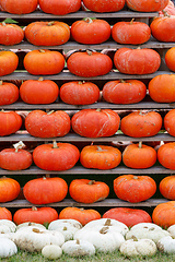 Image showing background from autumn harvested pumpkins