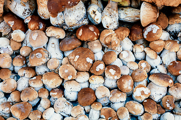 Image showing background from collected mushrooms boletus in pile