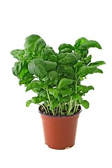 Image showing Basil plant