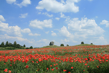 Image showing Poppy