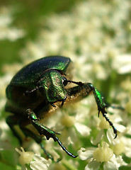 Image showing green bug