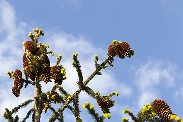 Image showing spring nature