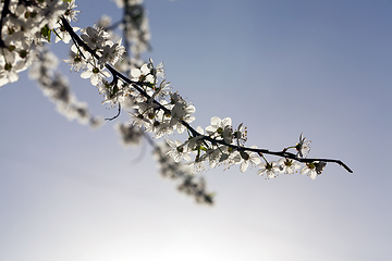 Image showing long branches