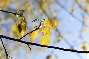 Image showing beautiful foliage