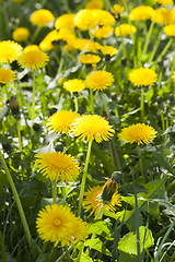 Image showing dandelion flowers