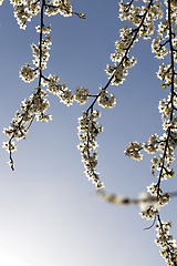 Image showing fruit tree cherry