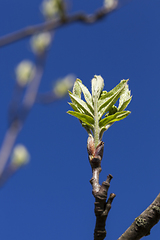 Image showing young foliage of mountain ash