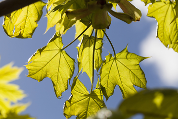 Image showing maple foliage