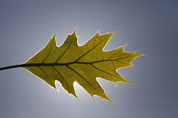 Image showing one whole leaf of oak