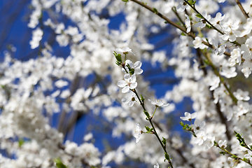 Image showing white petals of cherries