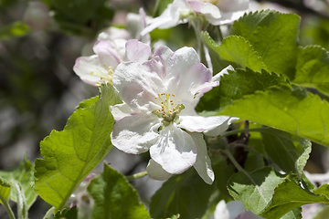 Image showing flowers of apple