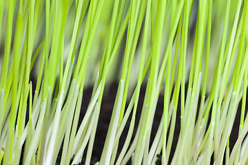 Image showing green sprouts of cereals