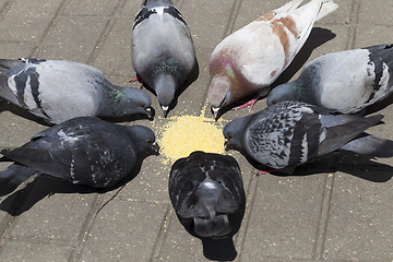 Image showing standing in a circle of pigeons